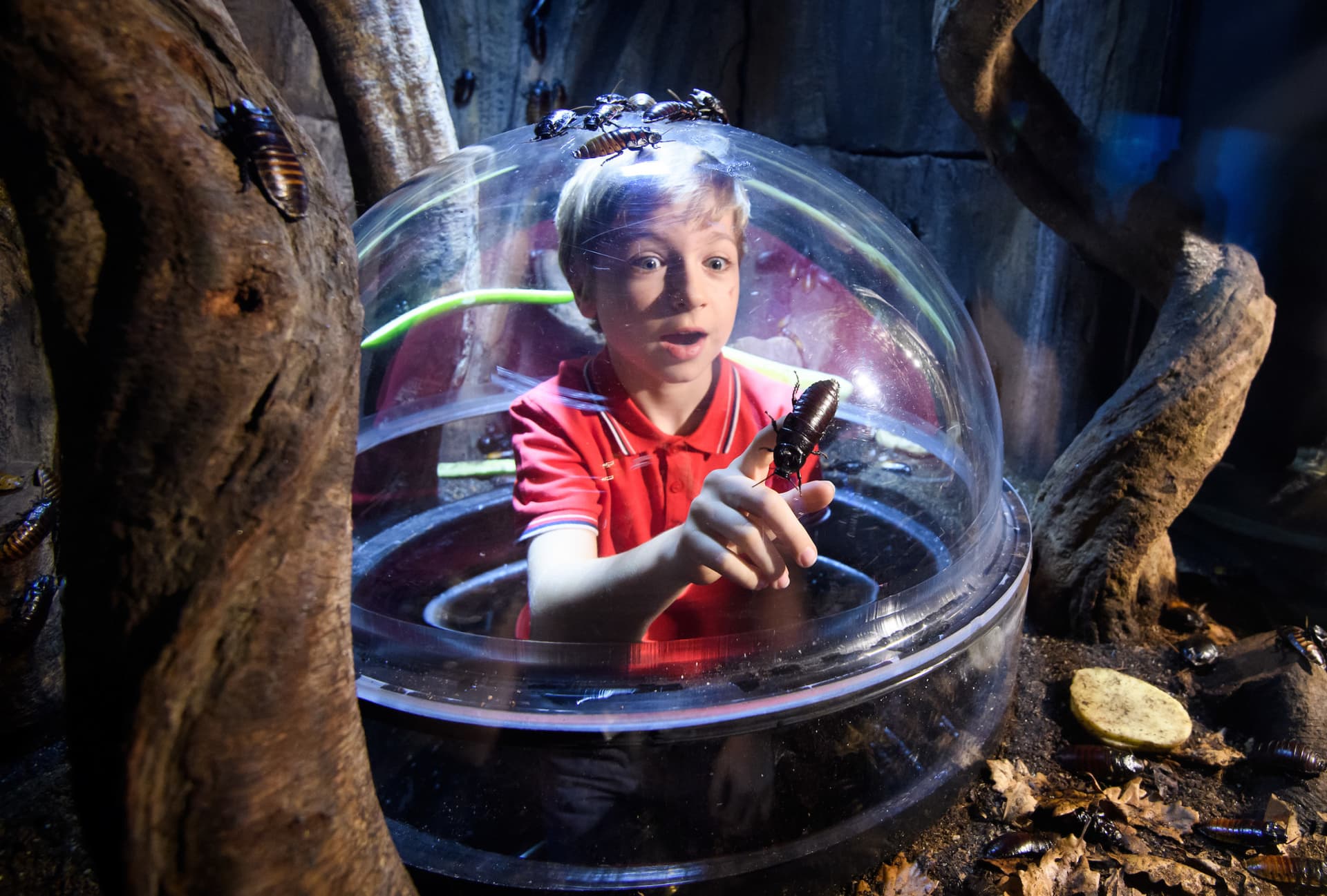 COMBO: London Eye + Madame Tussauds London + SEA LIFE London Aquarium Ticket - image 16
