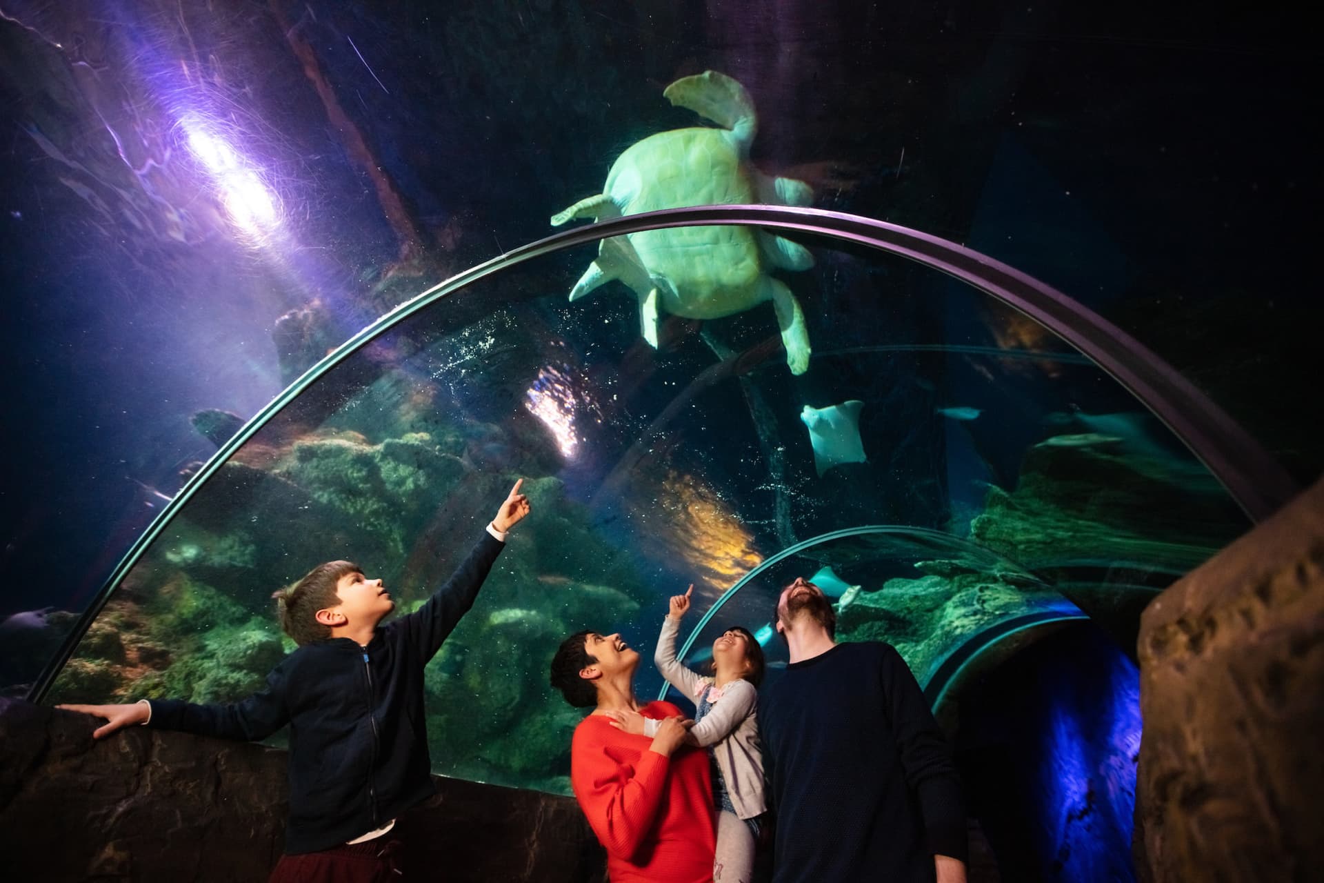 COMBO: London Eye + SEA LIFE London Aquarium Ticket - image 9