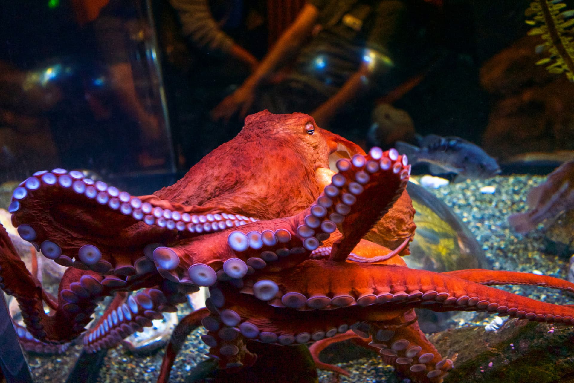 Go City San Francisco Explorer Pass: Save up to 50% on Attractions - image 11